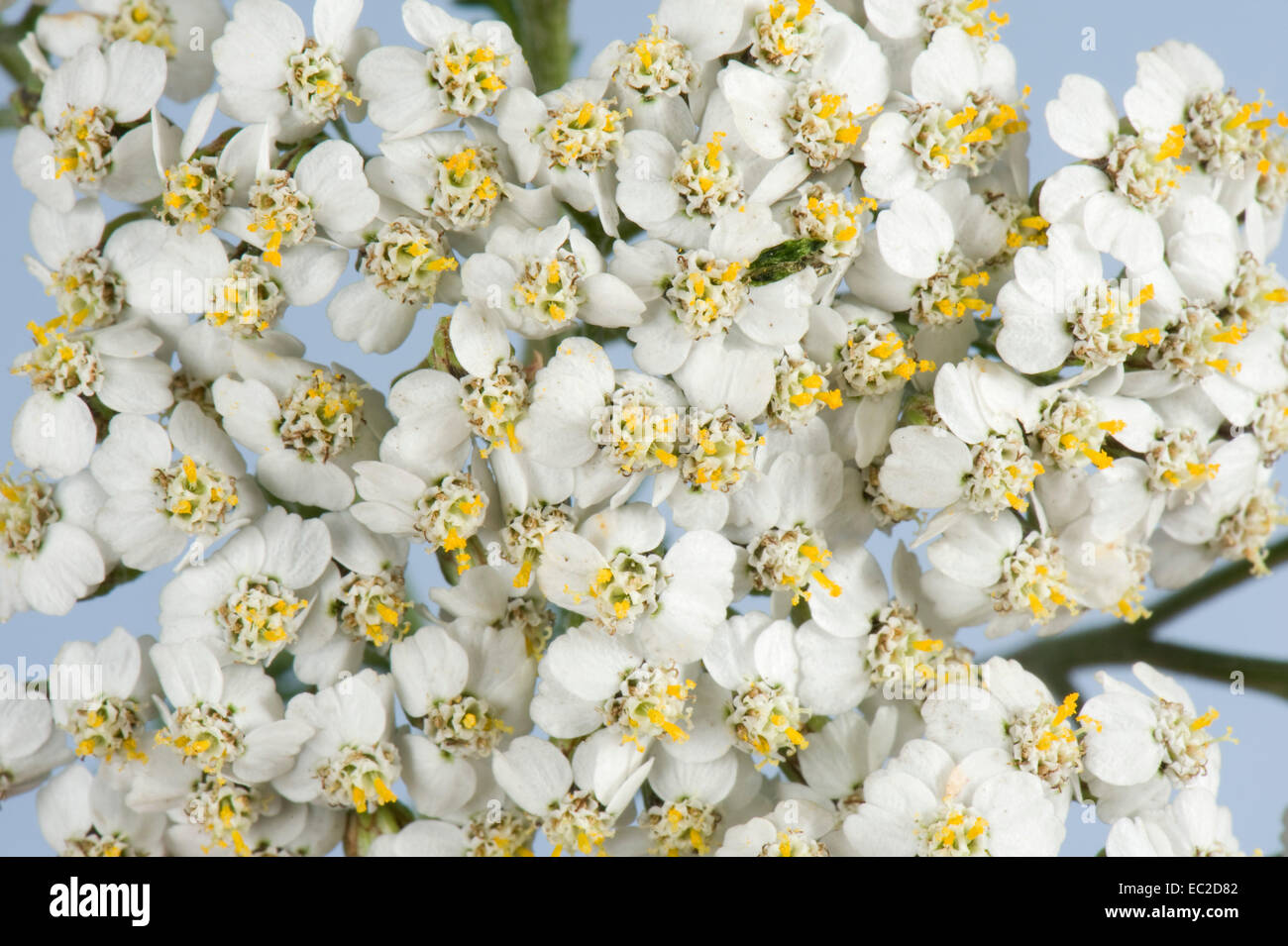 Flowers of common yarrow, Achillea millefolium, white flowering grassland weed with Compositae flowers Stock Photo