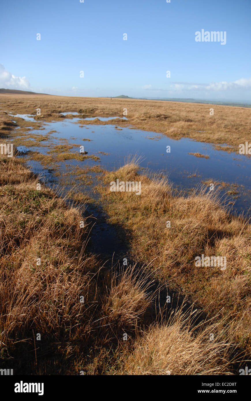 Blanket bog with grasses and mosses, Dartmoor National Park, Devon, England Stock Photo Alamy