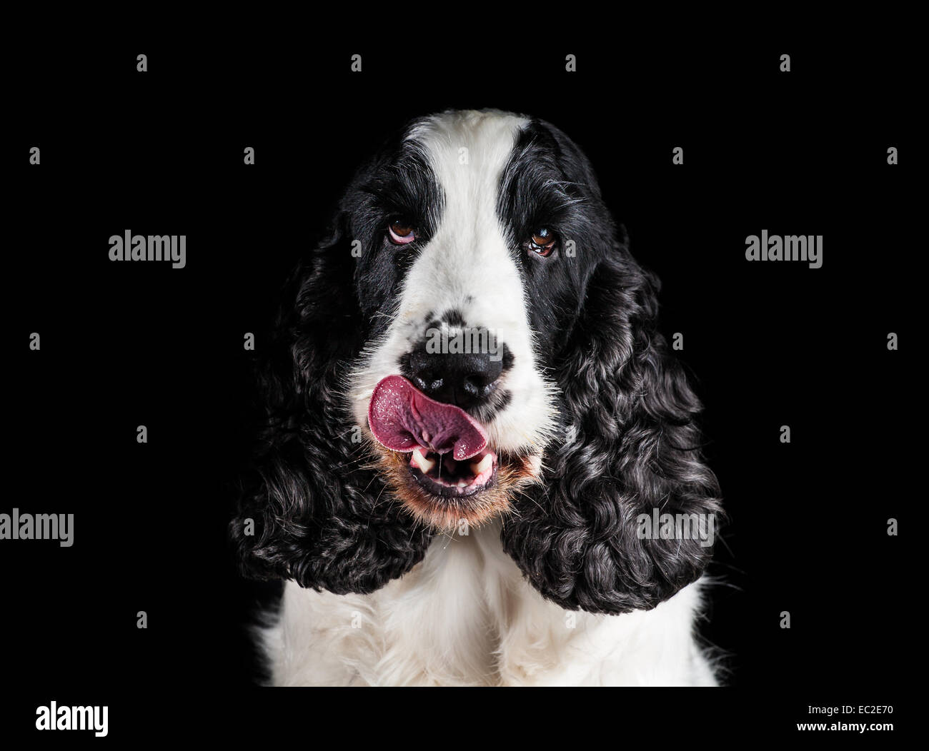 Cocker hi-res stock photography and images - Alamy