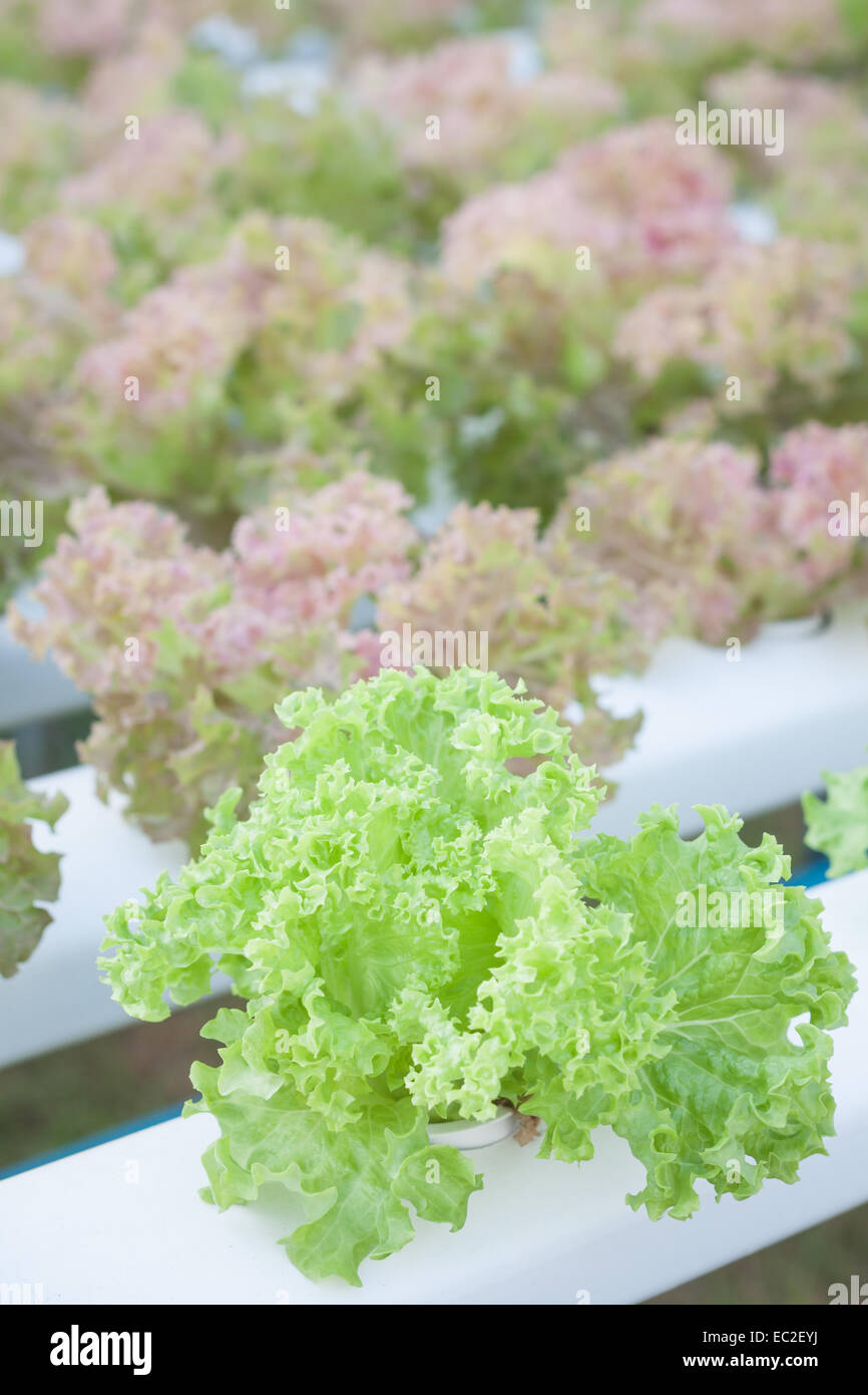 Green coral and red coral plants on hydrophonic farm, stock photo Stock Photo