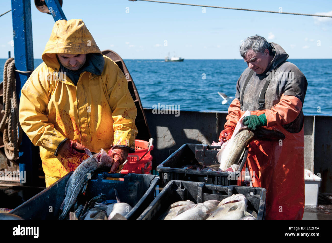 Fishermen clean Atlantic Cod fish (Gadus morhua) on deck of fishing