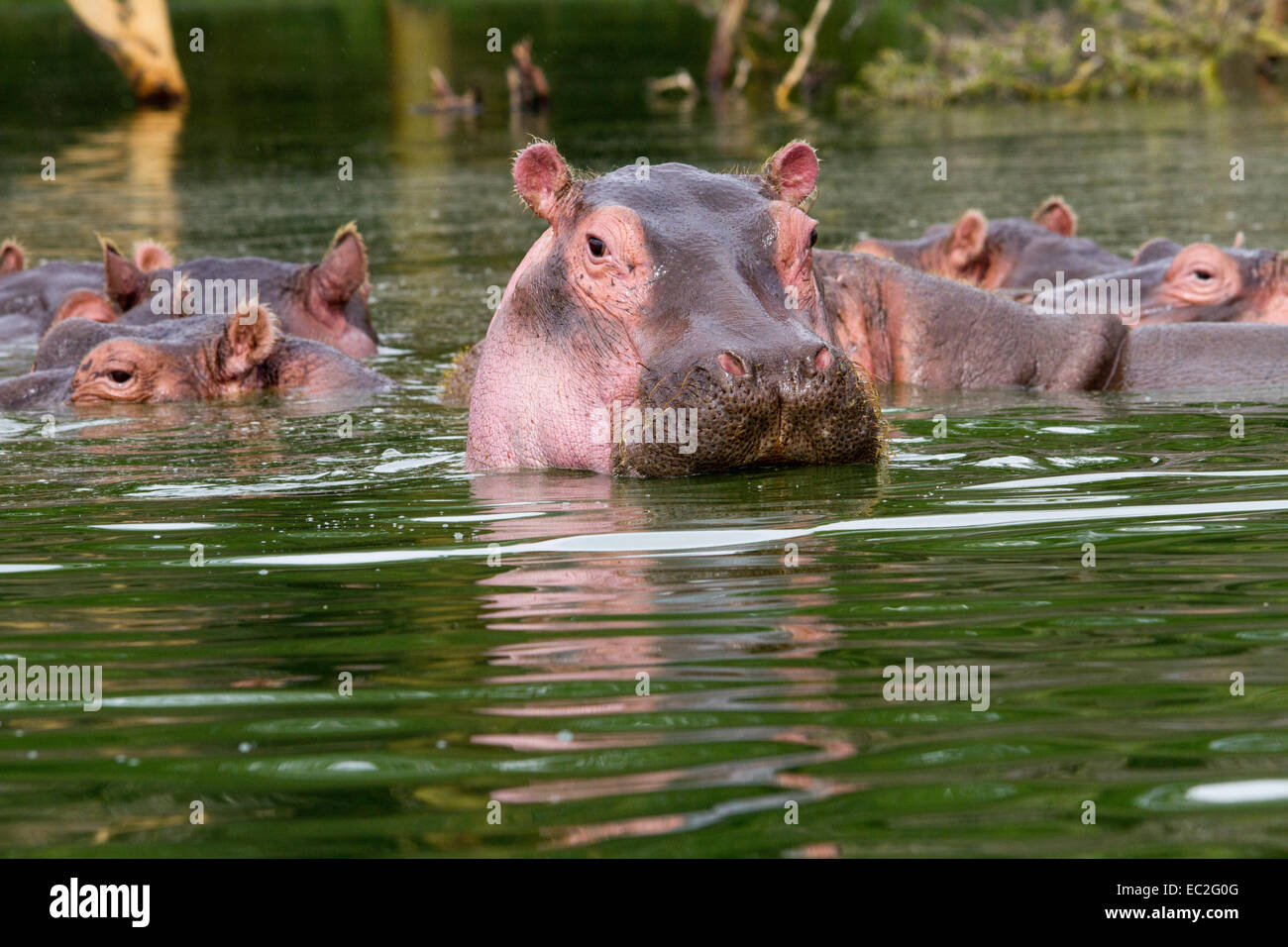 Hippos enjoying some time out in Lake Oloidien, Kenya Stock Photo