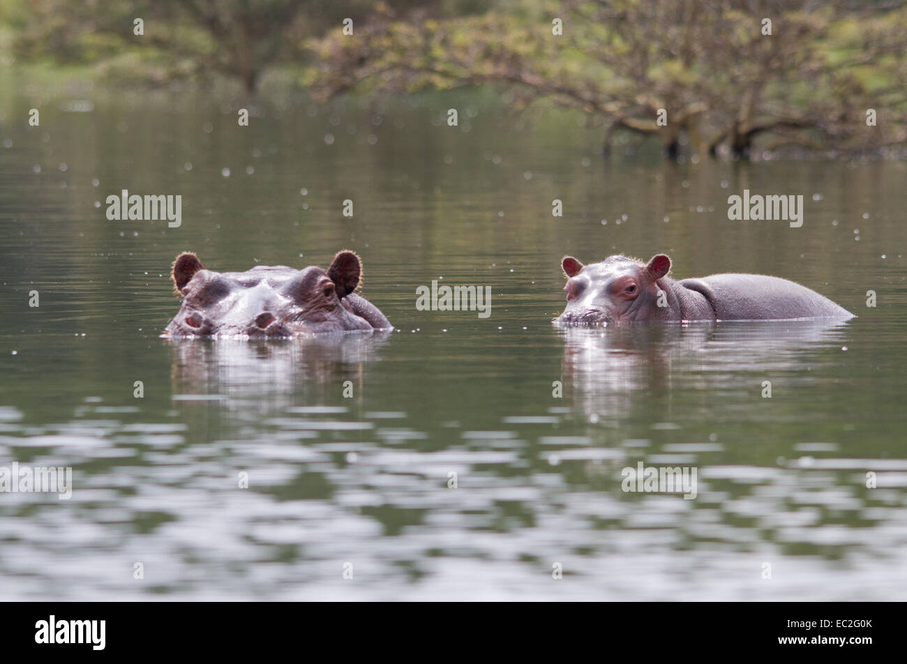 Baby Hippo riding on mum's back - Lake Oloidien, Kenya Stock Photo