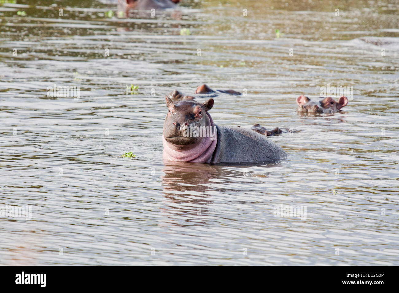 Baby Hippo riding on mum's back - Lake Oloidien, Kenya Stock Photo