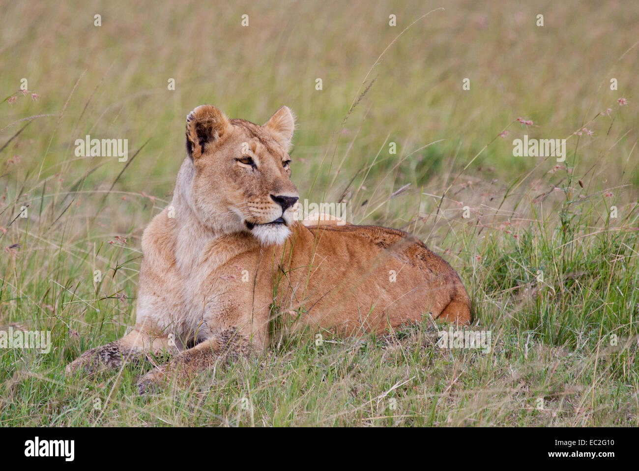 African Lioness Masai Mara, Kenya Stock Photo
