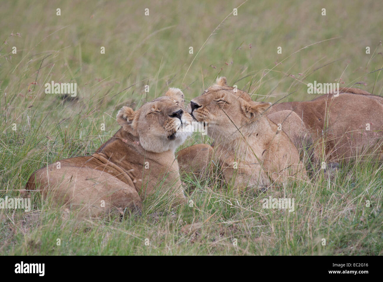 African Lions Masai Mara, Kenya Stock Photo - Alamy