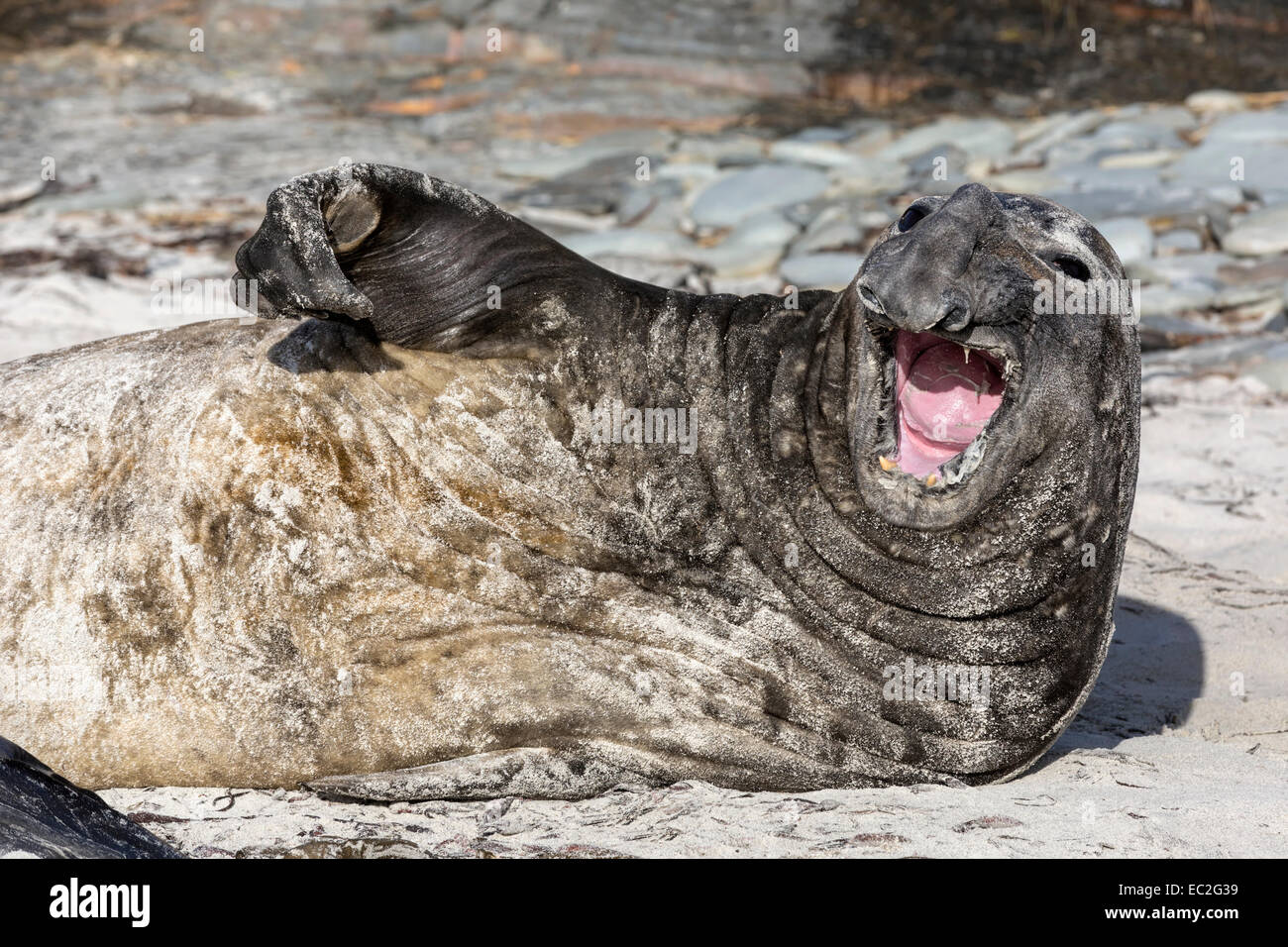 Southern Elephant Seal yawning Stock Photo - Alamy