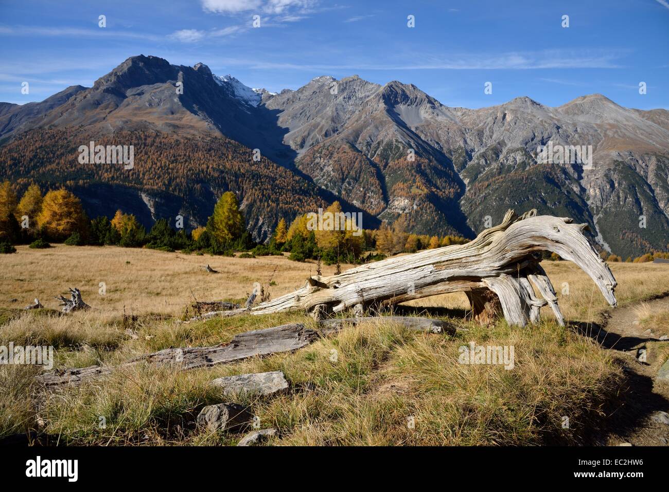Alp la Schera, Swiss National Park, Lower Engadine, Canton of Grisons, Switzerland, Europe Stock Photo