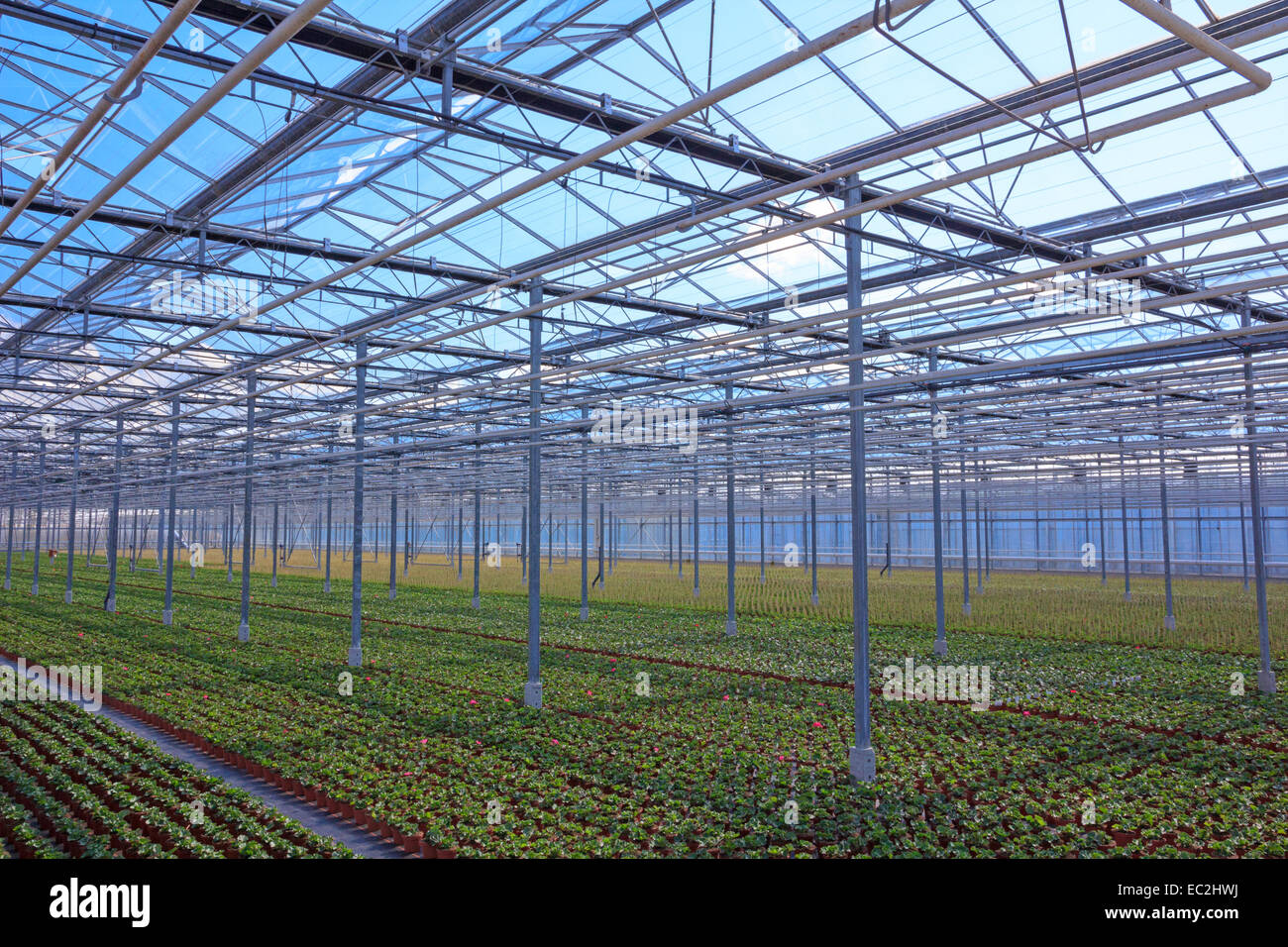 View through the greenhouse with rows of young plants in pots Stock ...