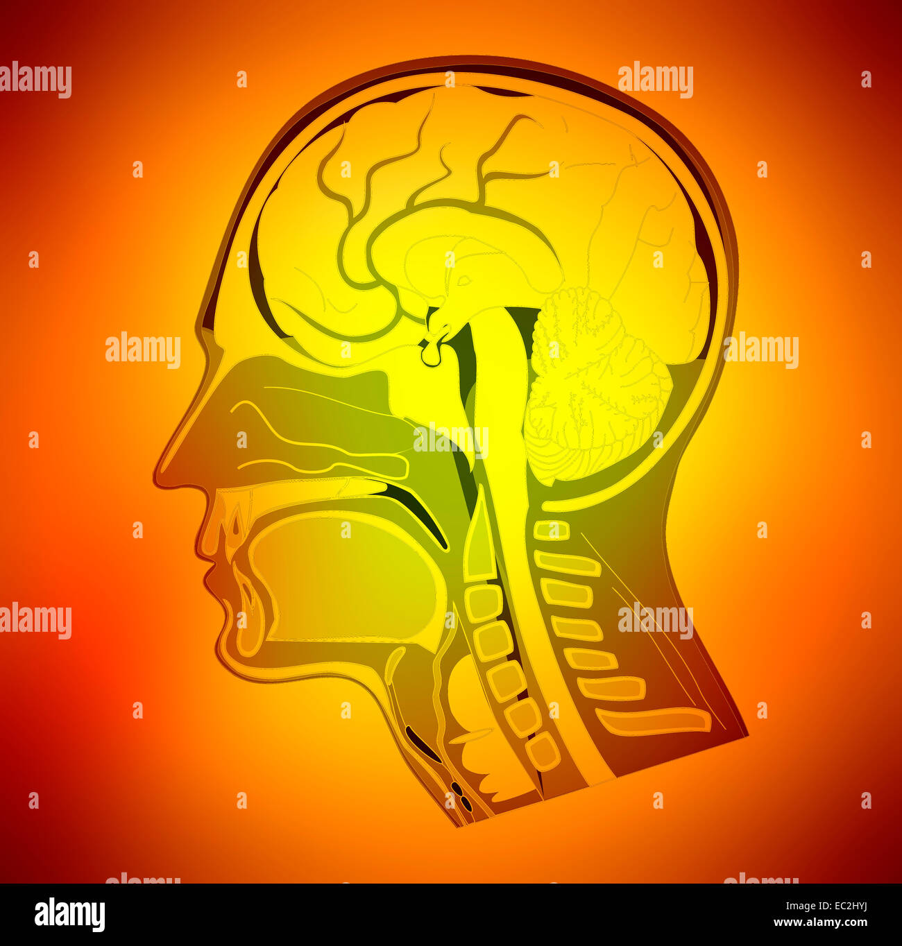 conceptual view of computer generated human skull and brain Stock Photo