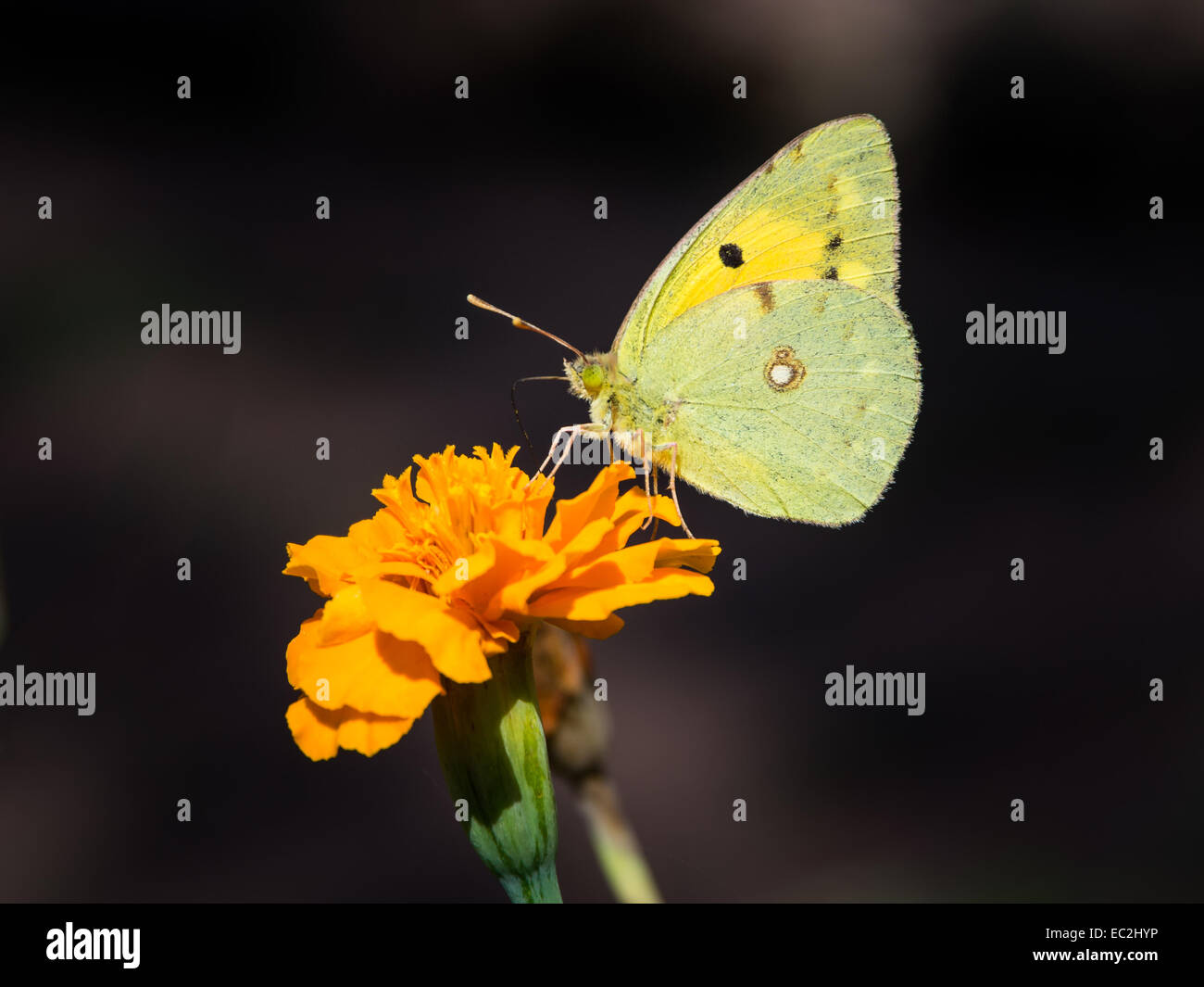 Clouded Yellow butterfly (Colias croceus) Stock Photo