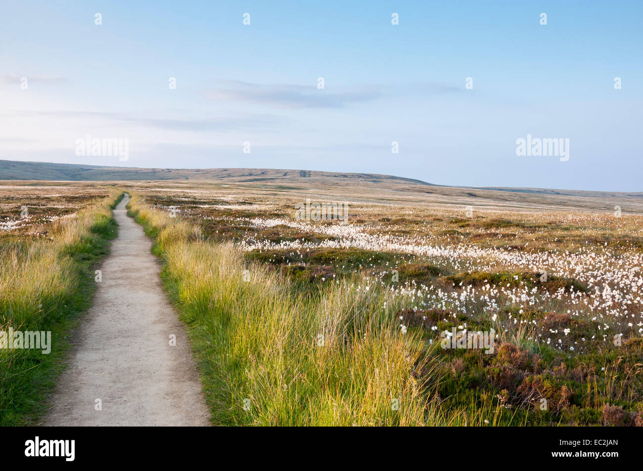 Pennine way path leading off into the distance on Bleaklow on an early summer evening with cotton grass on the moors. Stock Photo