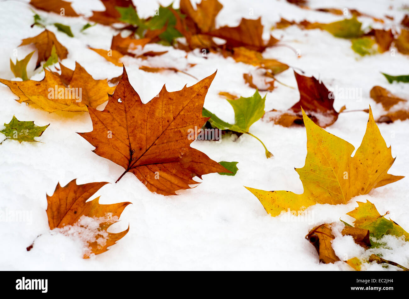 Fallen colorfil autumn leaves on the snow Stock Photo - Alamy