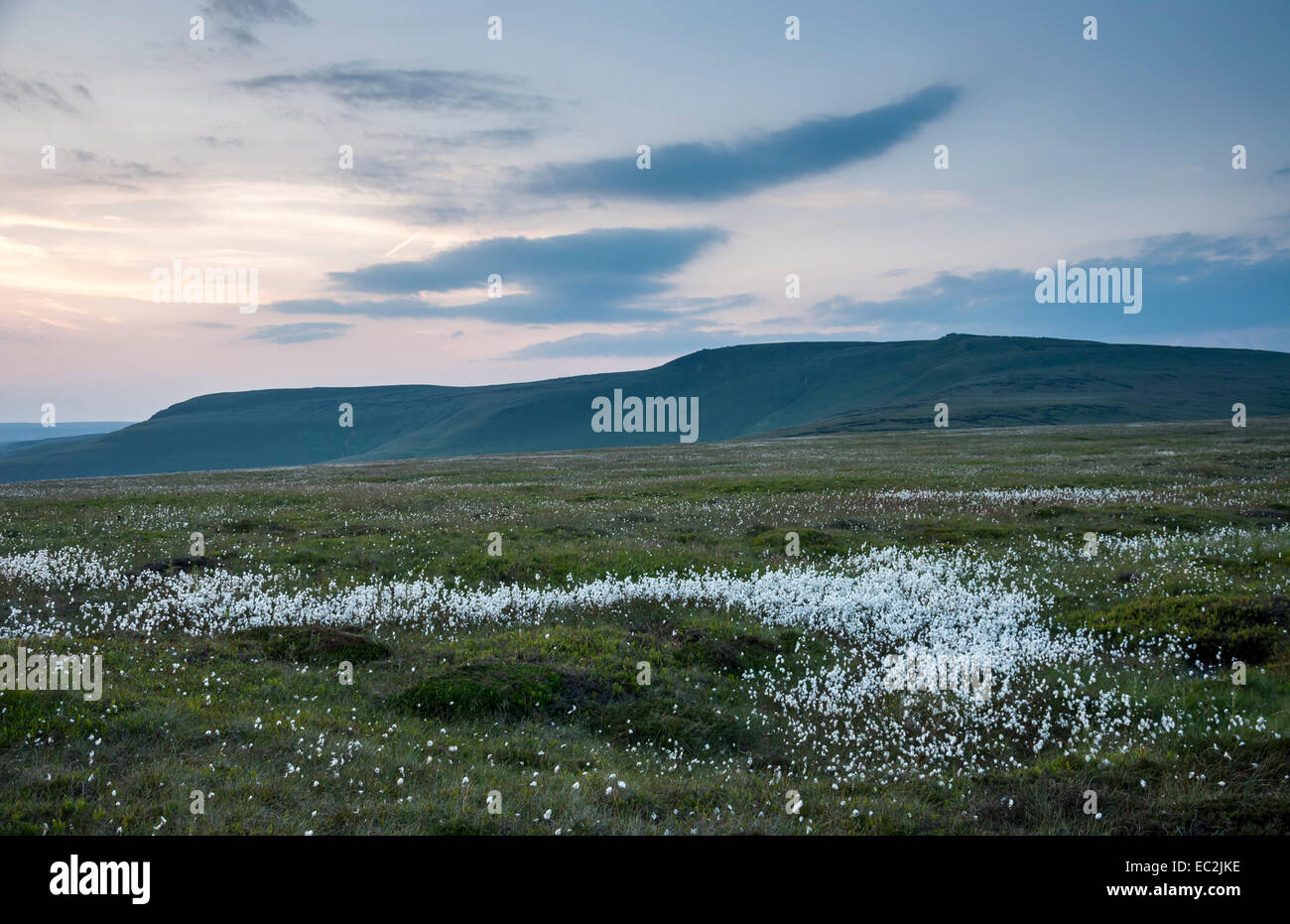 Drifts of white cotton grass glow in the dusk light on Bleaklow above Glossop in the High Peak, Derbyshire. Stock Photo