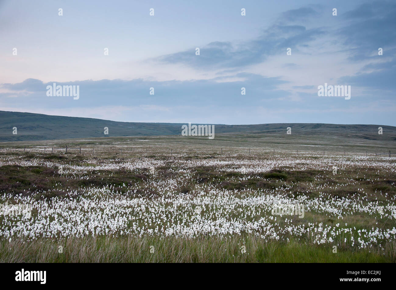 Drifts of white cotton grass glow in the dusk light on Bleaklow above Glossop in the High Peak, Derbyshire. Stock Photo