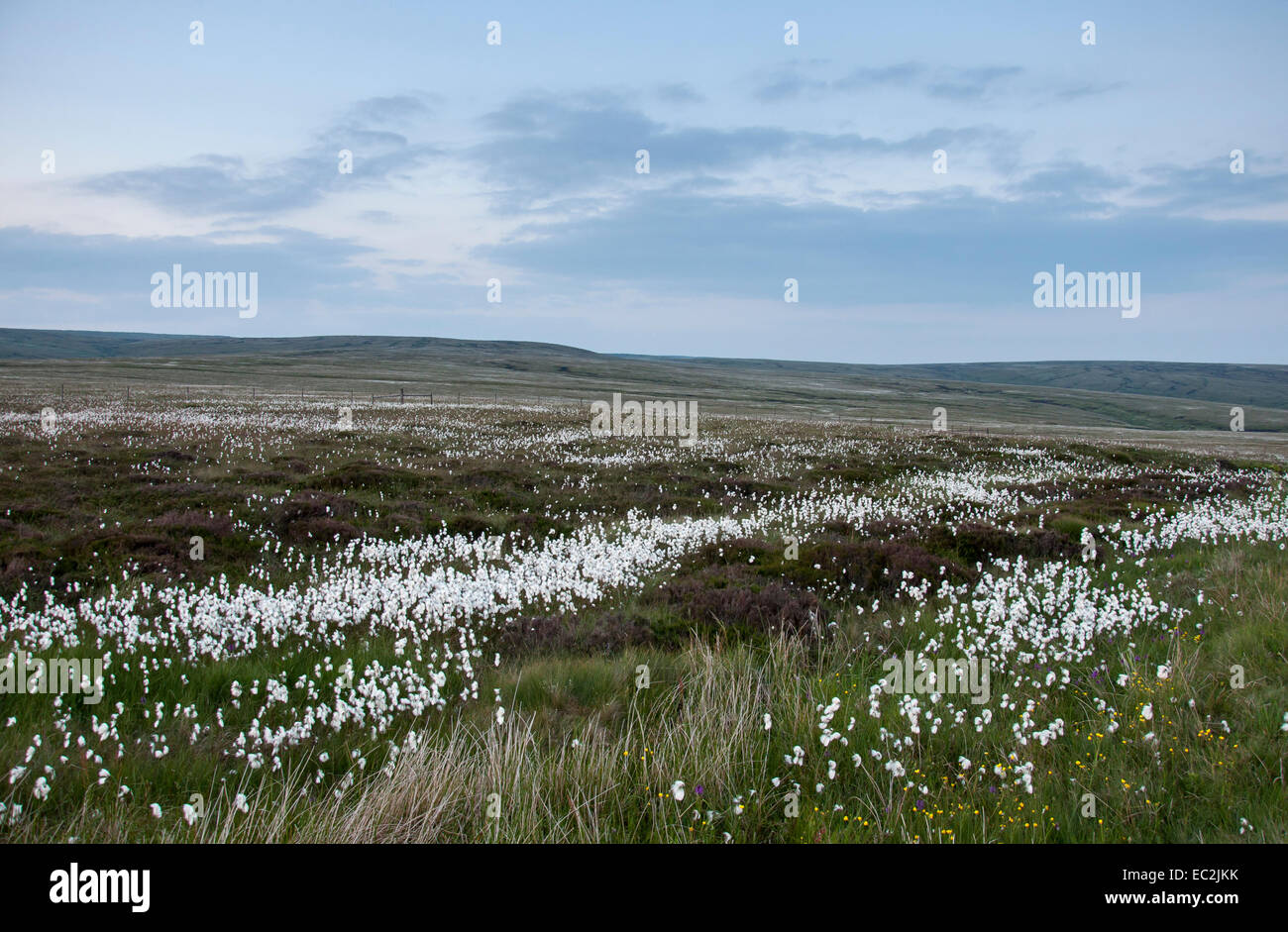 Drifts of white cotton grass glow in the dusk light on Bleaklow above Glossop in the High Peak, Derbyshire. Stock Photo
