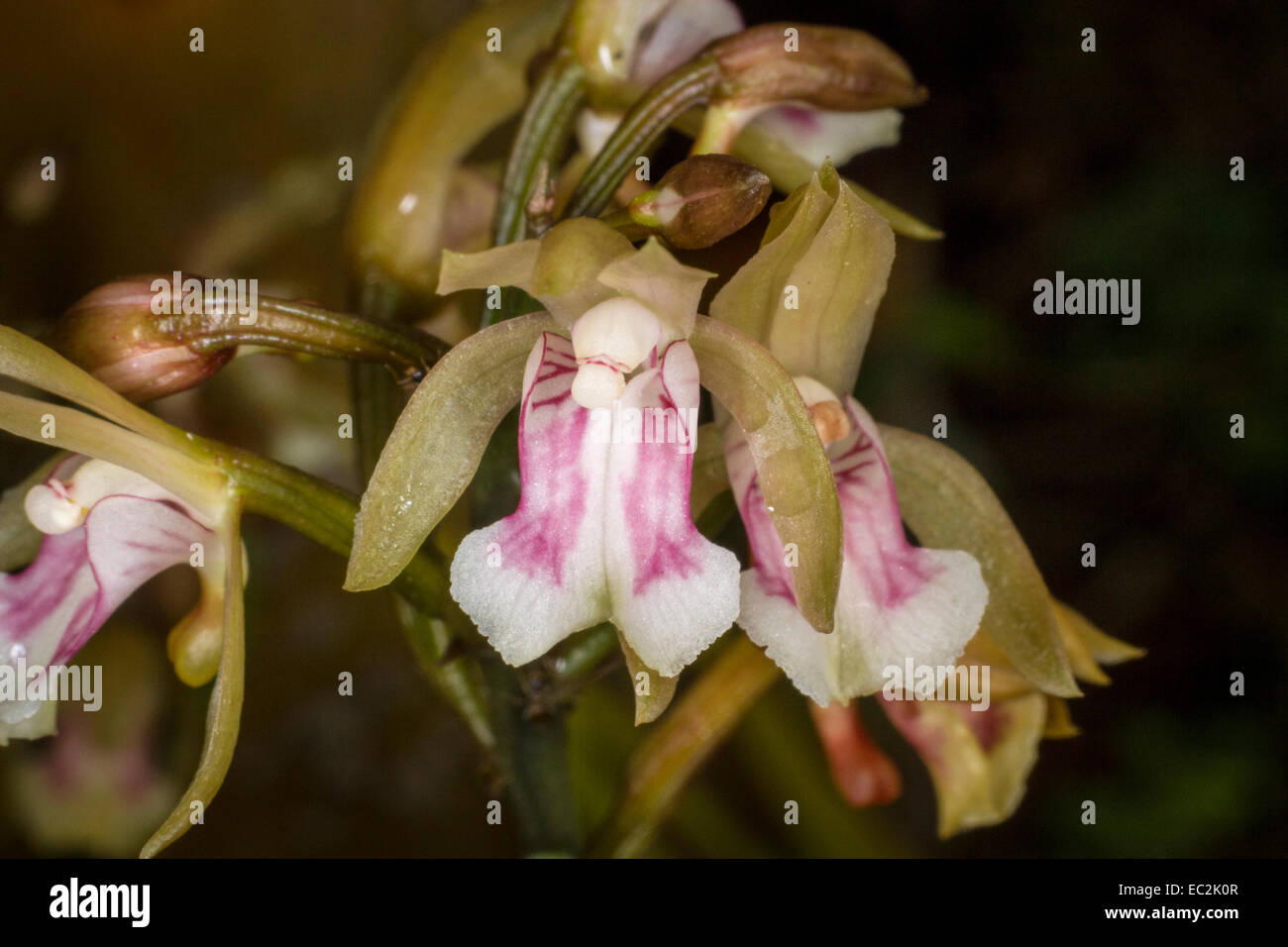 Oeceoclades maculata orchid Stock Photo