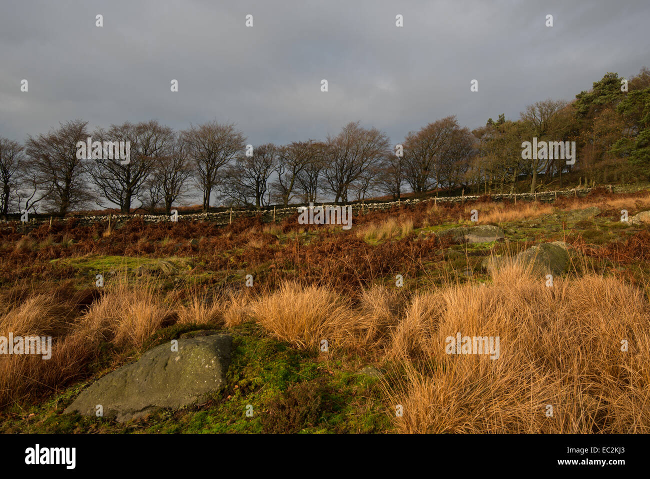 Tree line caught in the early morning light near Hadrians Wall ...