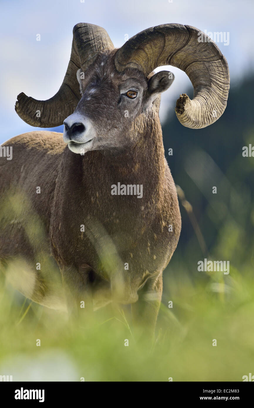 A portrait image of a wild mature bighorn ram with some deloused grass in front Stock Photo