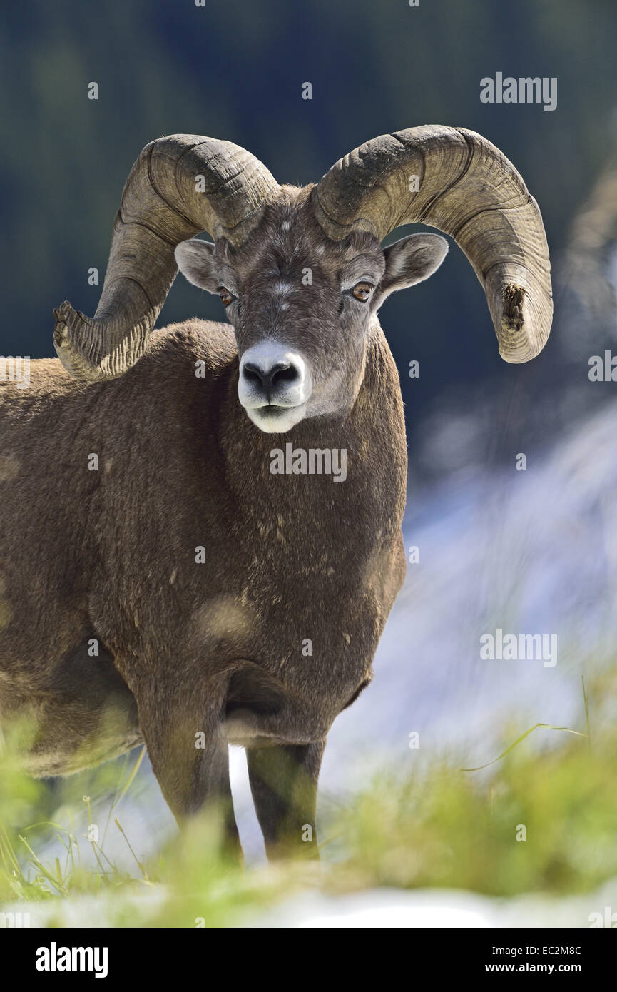 A portrait image of a wild mature bighorn ram with some refocused grass in front Stock Photo