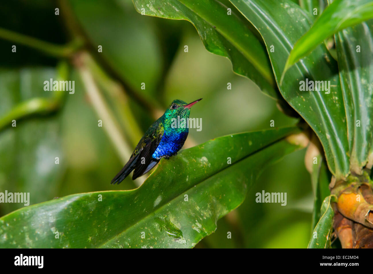 Violet-Crowned Woodnymph hummingbird, Damophila julie Stock Photo - Alamy