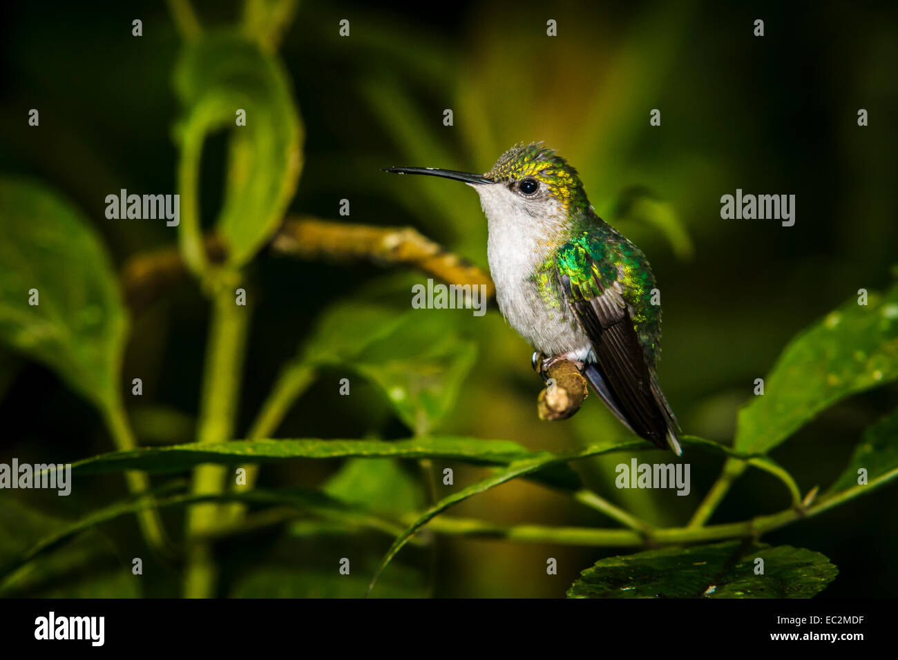 Woodnymph hi-res stock photography and images - Alamy