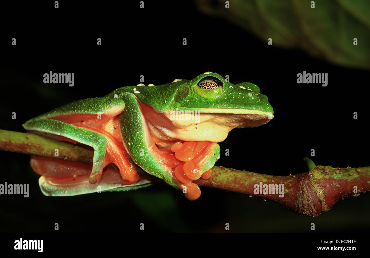 Morelet tree frog hires stock photography and images Alamy