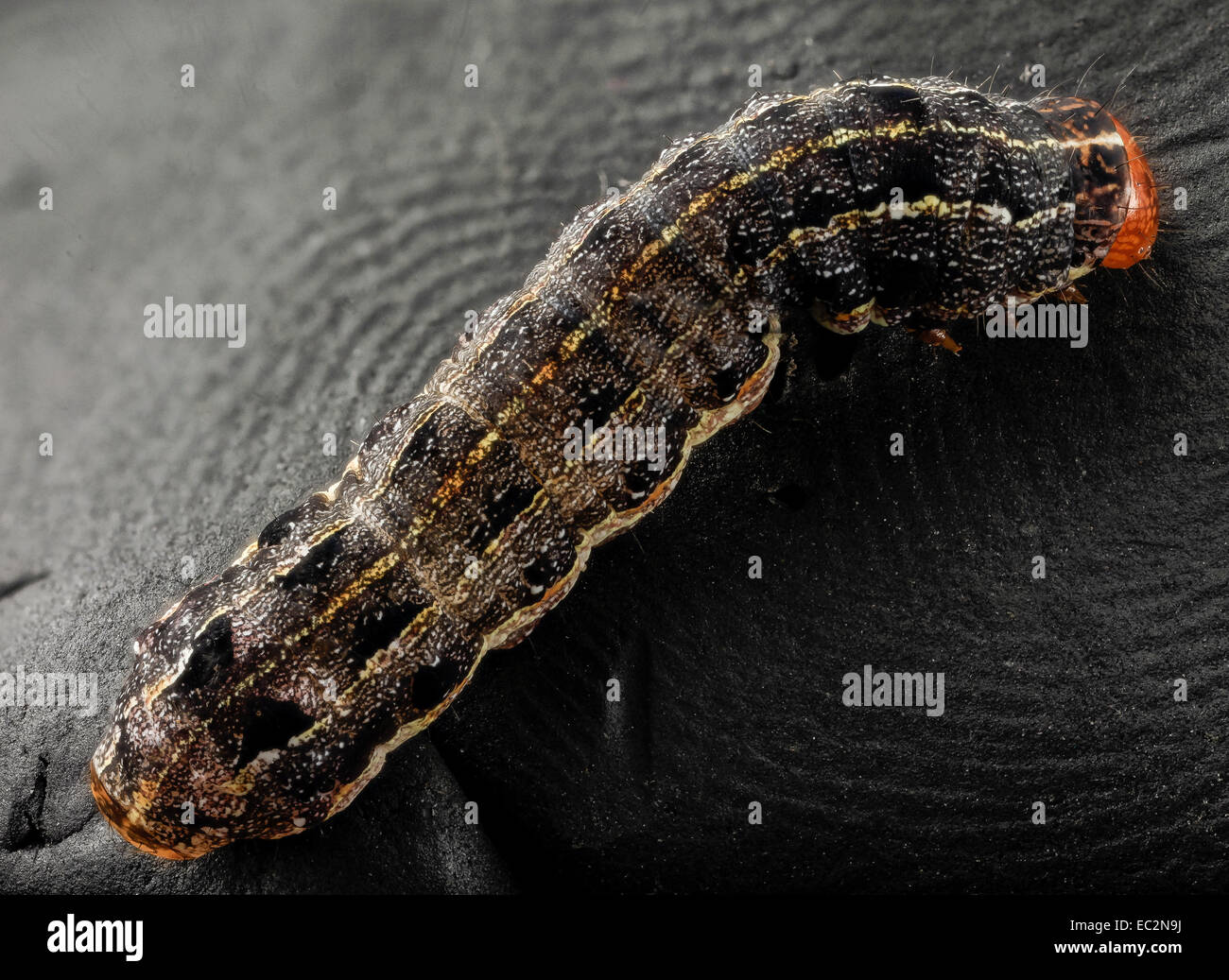 Southern armyworm, back 2014-06-04-18.42.49 ZS PMax Southern armyworm, back 2014-06-04-184249 Z Stock Photo