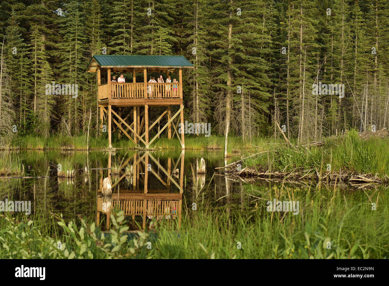 The wildlife viewing tower at the Beaver Boardwalk in Hinton Alberta Stock Photo