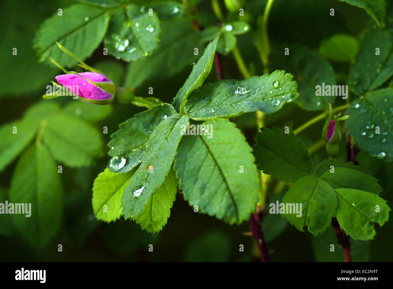 A pretty pink wild rose amongst the green leaves wet with the fresh rain drops. Stock Photo
