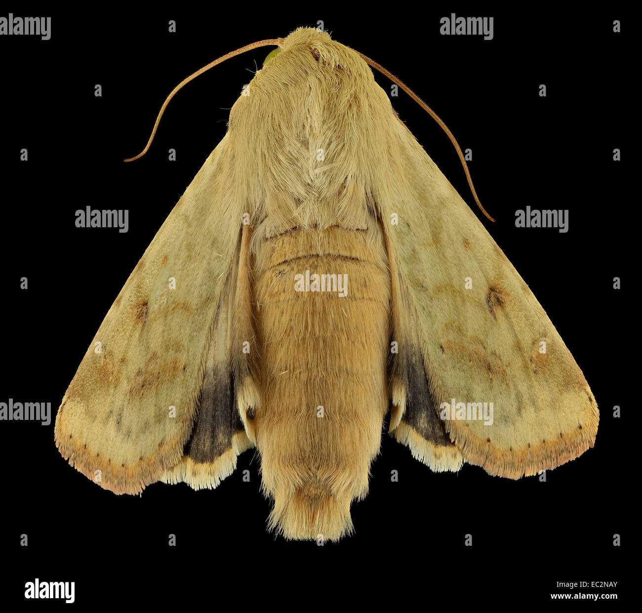 Corn worm hires stock photography and images Alamy