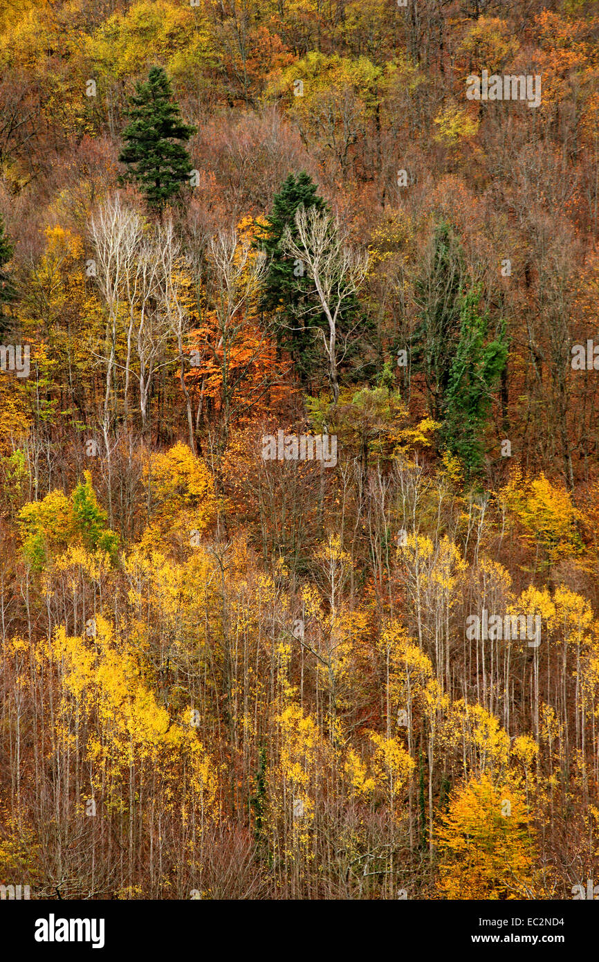 Last colors of autumn on the Pieria mountains, Pieria, Macedonia, Greece. Stock Photo