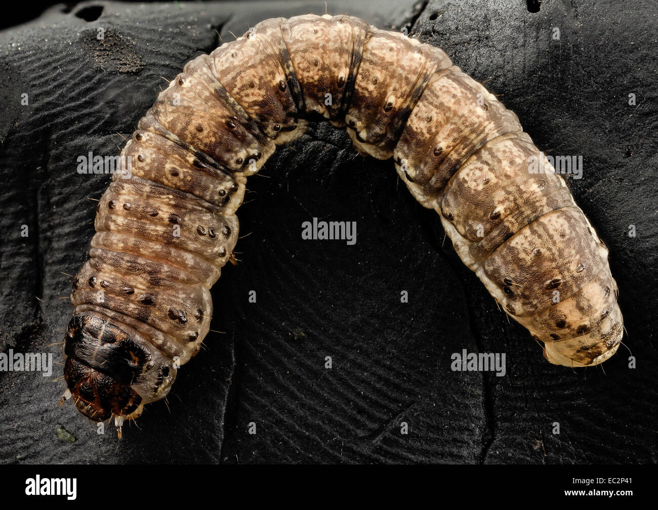 black cutworm, curled 2014-06-04-19.18.49 ZS PMax black cutworm, curled 2014-06-04-191849 Z Stock Photo