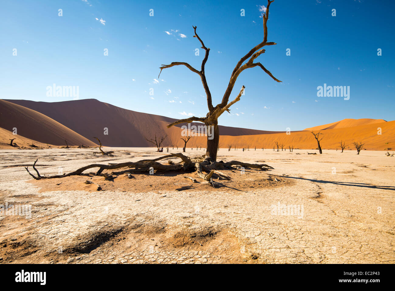 Africa namibia deadvlei dead trees hi-res stock photography and images ...