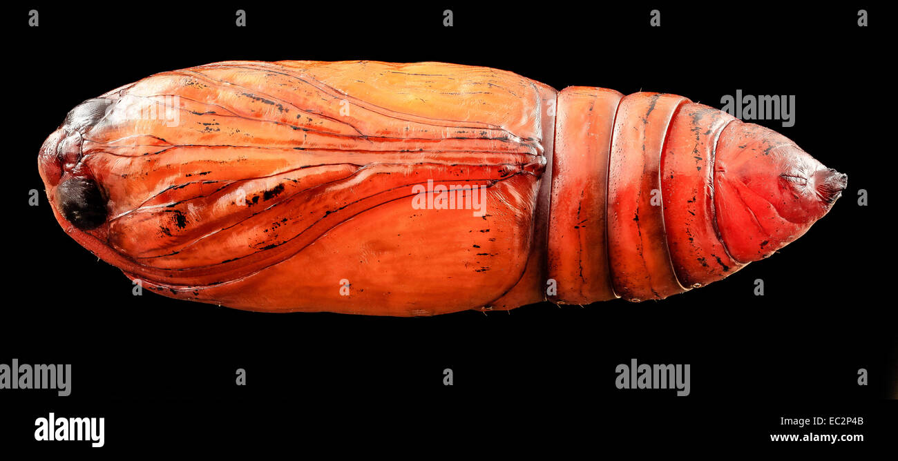 black cutworm pupae, front 2014-06-04-19.14.24 ZS PMax black cutworm pupae, front 2014-06-04-191424 Z Stock Photo