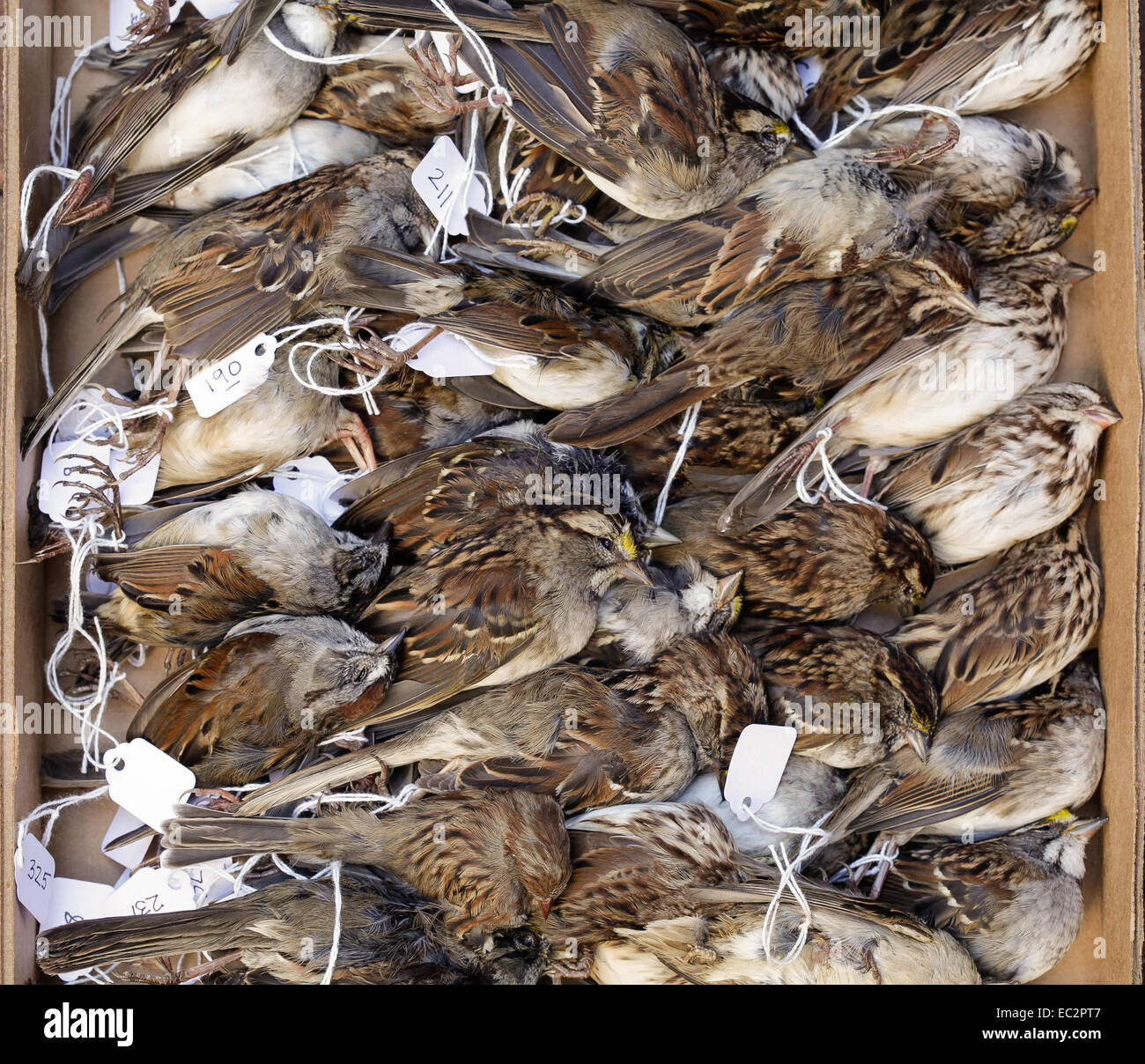 Birds killed by building hi-res stock photography and images - Alamy