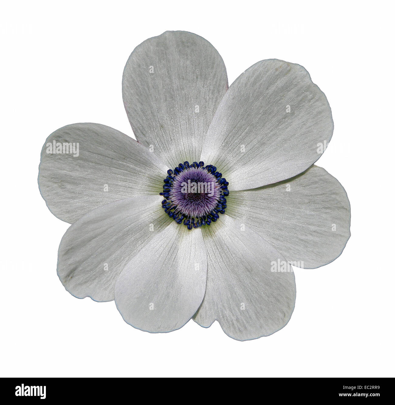 White poppy anemone (Anemone coronaria Stock Photo - Alamy