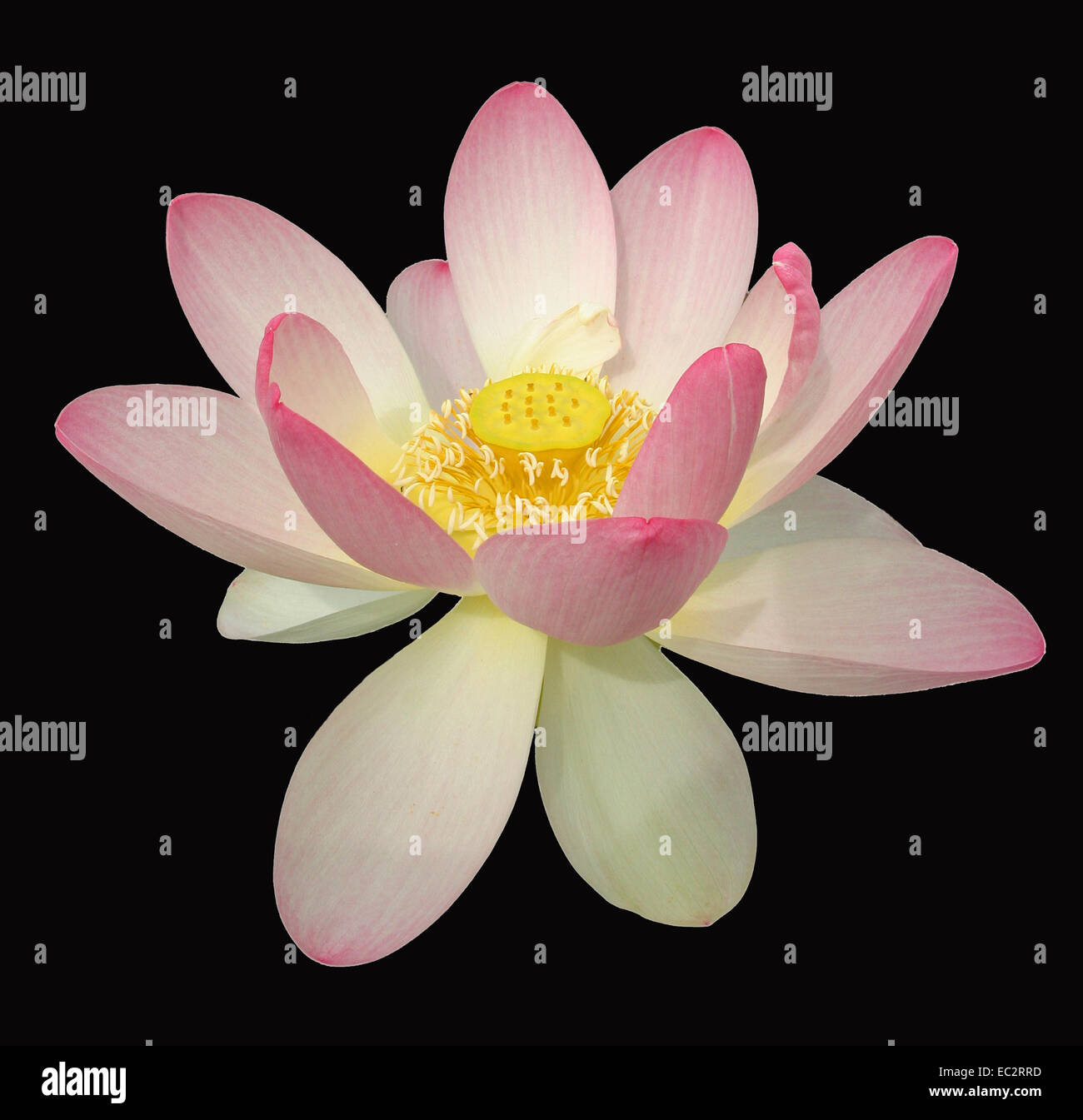 Indian Lotus (Nelumbo nucifera) Stock Photo