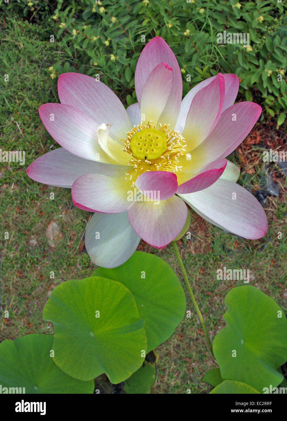 Indian Lotus (Nelumbo nucifera Stock Photo Alamy