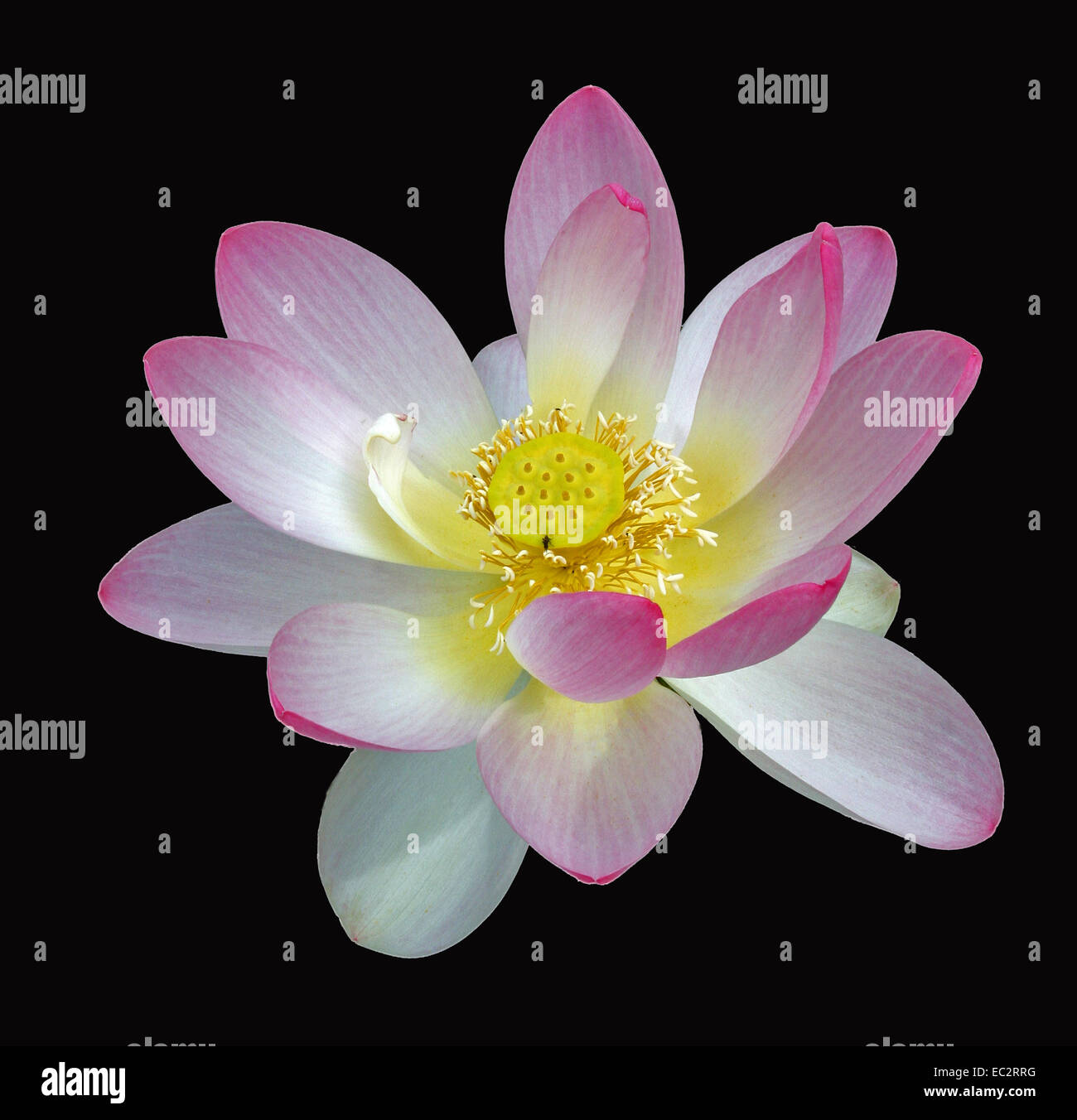 Indian Lotus (Nelumbo nucifera) Stock Photo