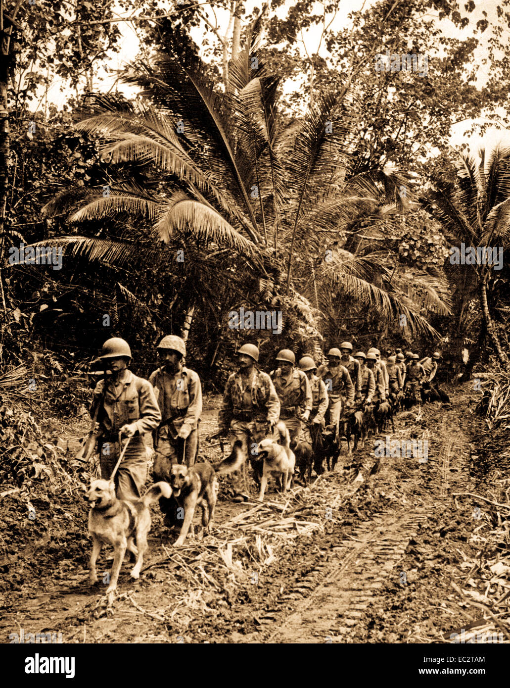 U.S. Marine 'Raiders' and their dogs, which are used for scouting and running messages, starting off for the jungle front lines on Bougainville.  Circa November/December 1943.  Photo by T.Sgt. J. Sarno.  (Marine Corps) Stock Photo