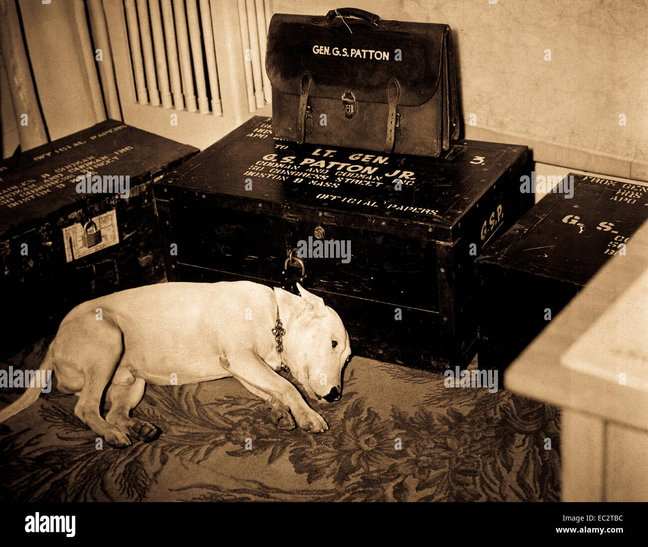 Faithful friend mourns American hero.  Along with the many millions to mourn the passing of American hero, General George S. Patton, Jr., is his dog 'Willie,' the late general's pet bull terrier.  Bad Nauheim, Germany.  January 1946. Stock Photo