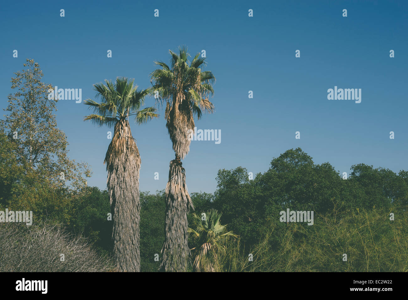 Blue sky green palm trees hi-res stock photography and images - Alamy