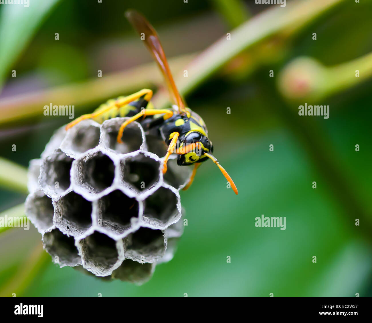 Wasp Building a Nest, Oregon, USA Stock Photo