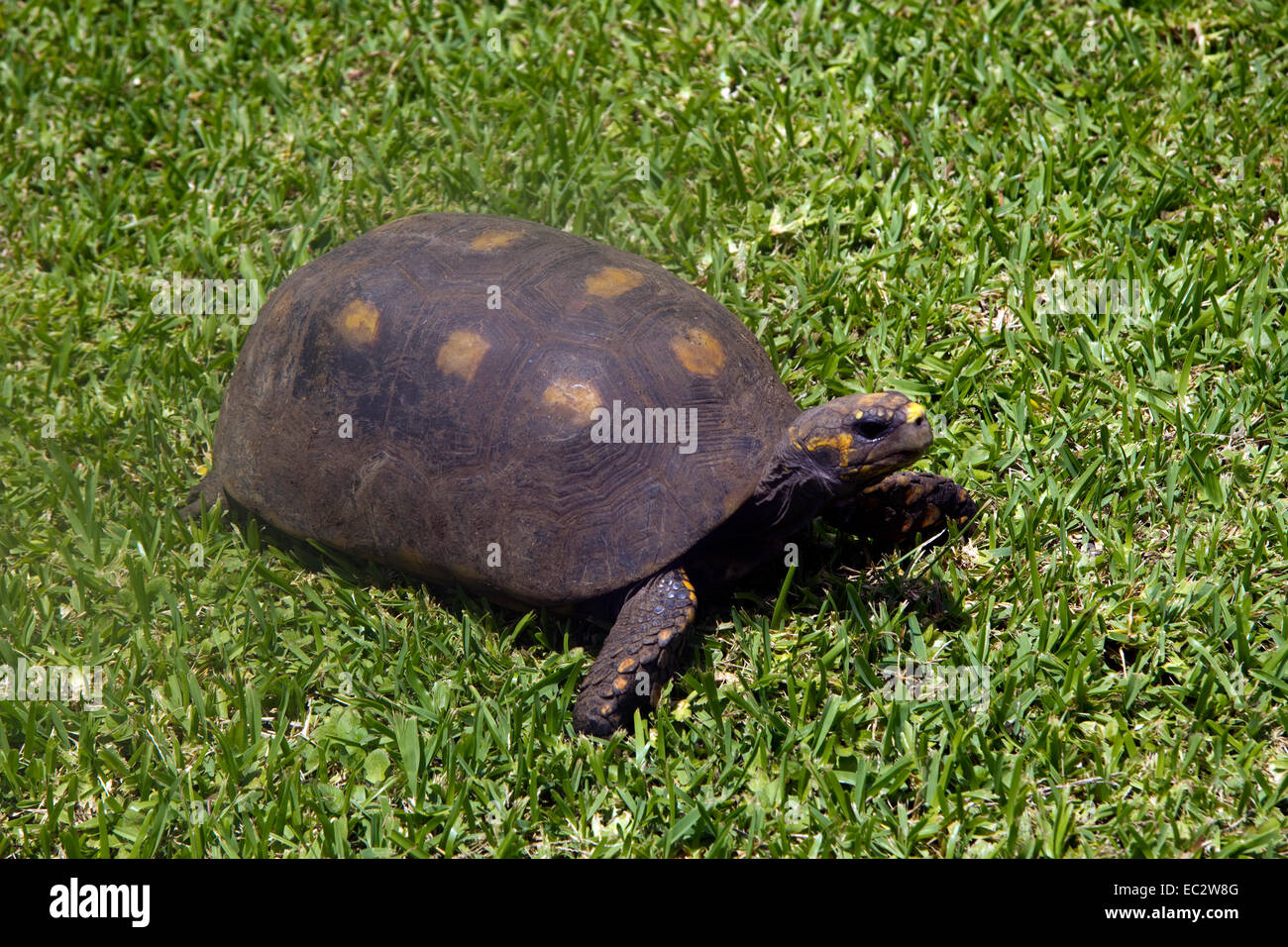 Tortoise on grass Grenada Caribbean Stock Photo