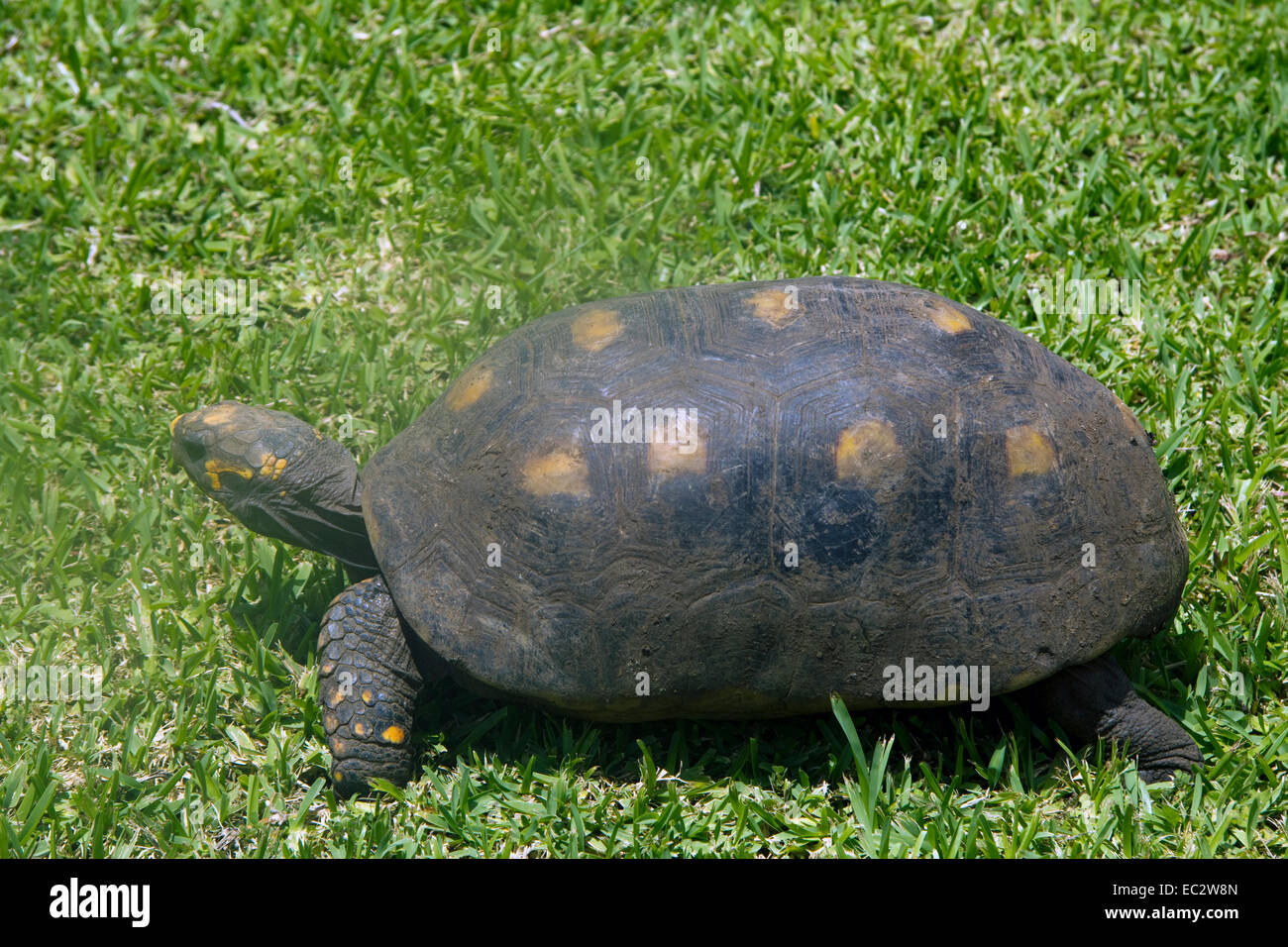 Tortoise on grass Grenada Caribbean Stock Photo