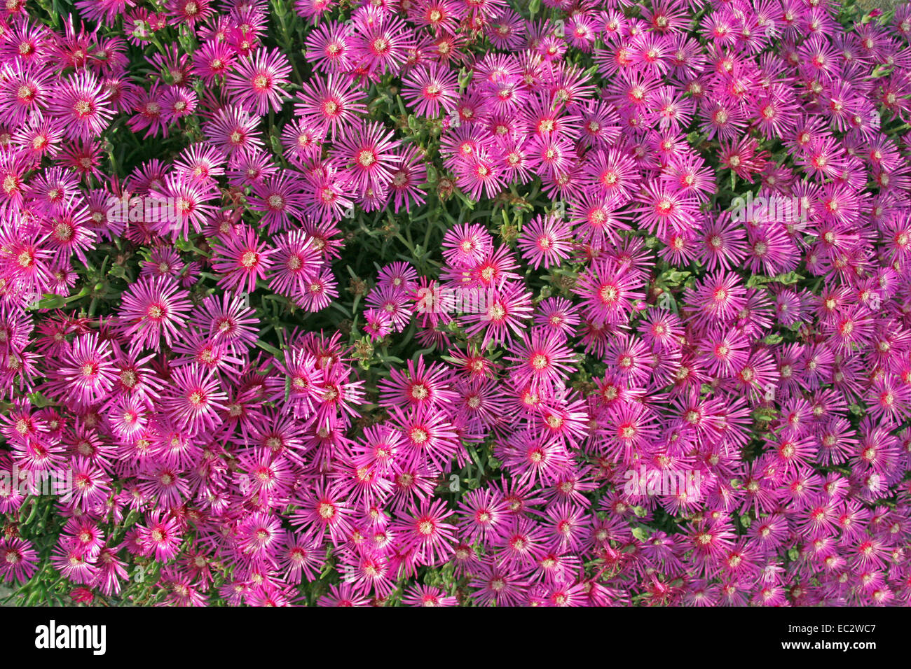 Lampranthus spectabilis flowering in summer. Stock Photo