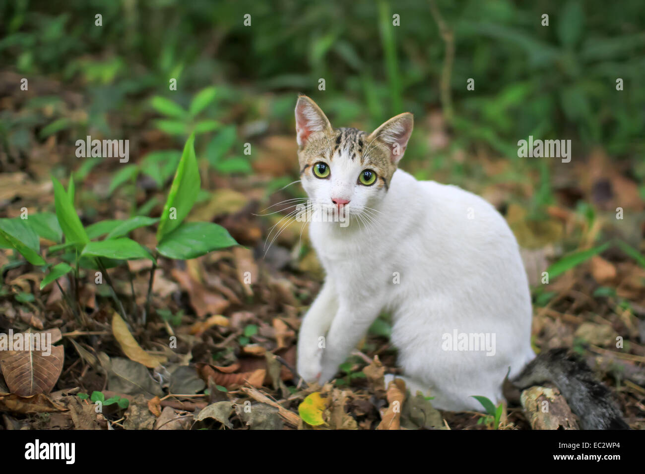 Cat in the Jungle, Costa Rica Stock Photo Alamy