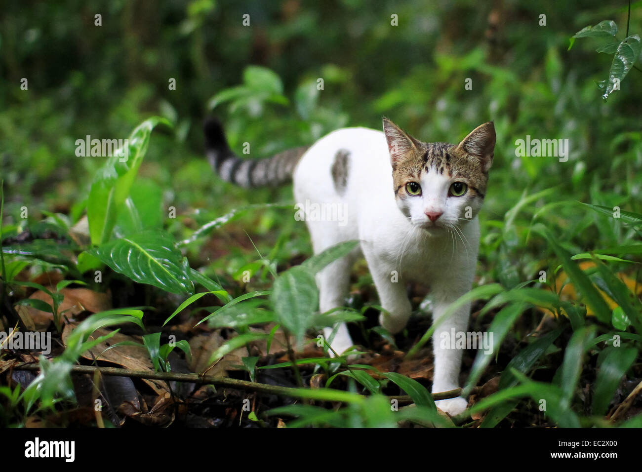 Cat in the jungle hires stock photography and images Alamy