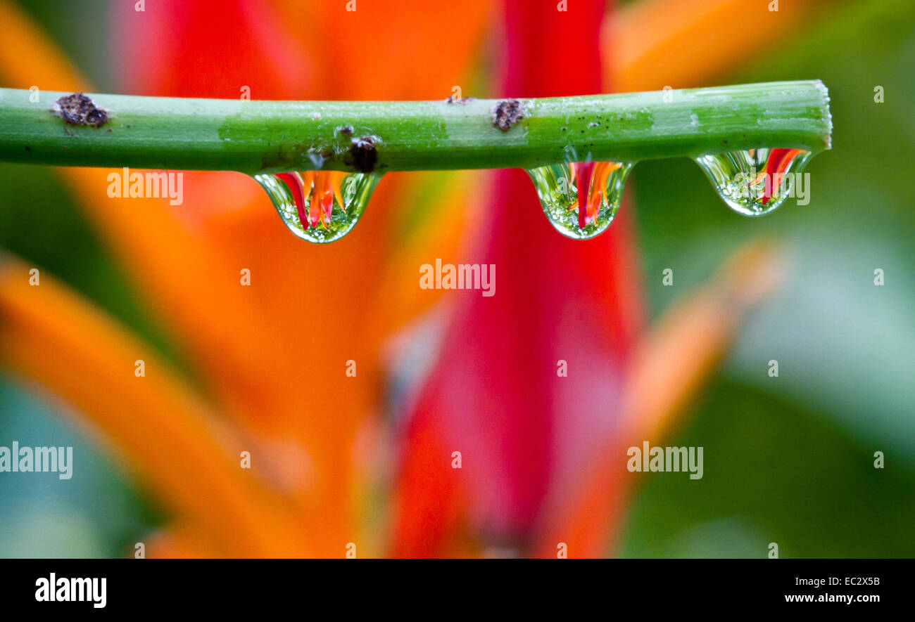 Flower Reflections in Dew Drops, Tortuguero National Park, Costa Rica Stock Photo